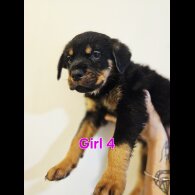 Rottweiler - Both