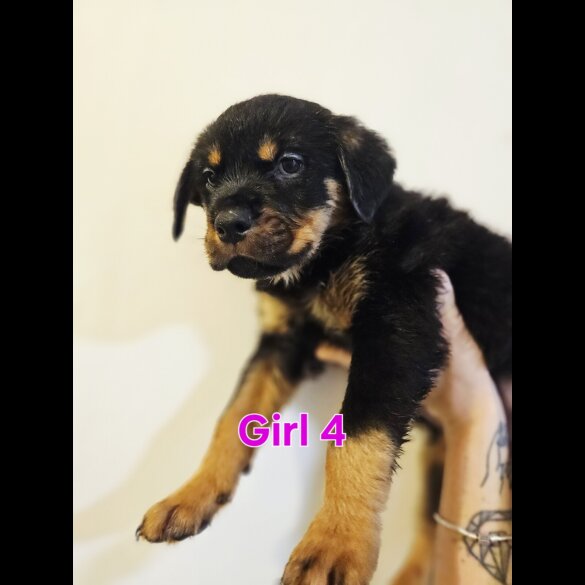 Rottweiler - Both