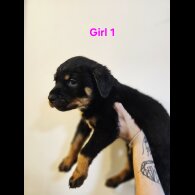 Rottweiler - Both