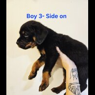 Rottweiler - Both