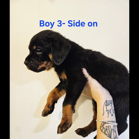 Rottweiler - Both