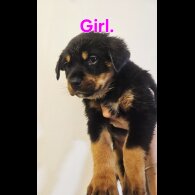 Rottweiler - Both