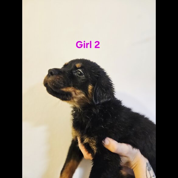 Rottweiler - Both