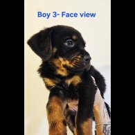 Rottweiler - Both