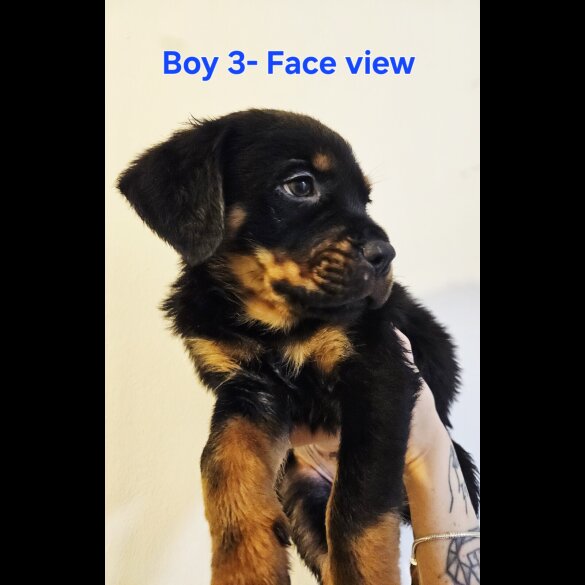Rottweiler - Both