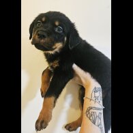 Rottweiler - Both