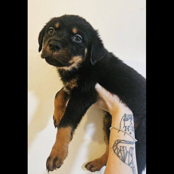 Rottweiler - Both