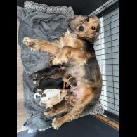 Cocker Spaniel (Working &amp; Show) - Bitches
