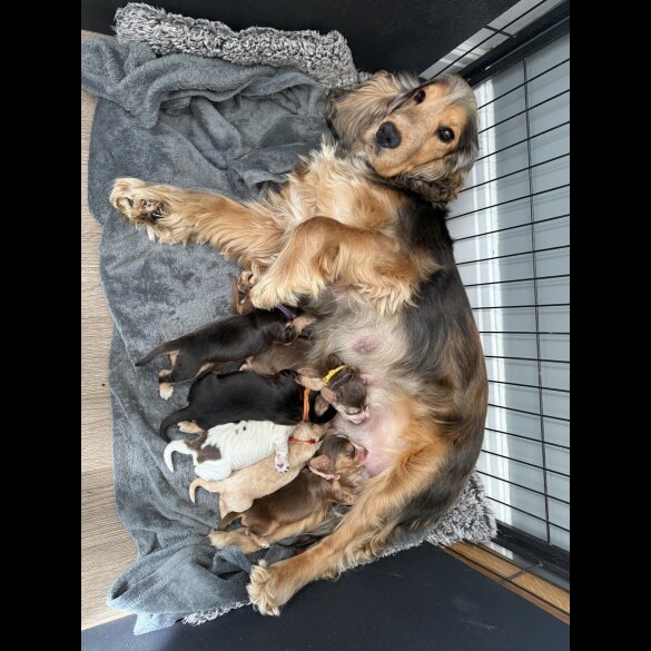 Cocker Spaniel (Working &amp; Show) - Bitches