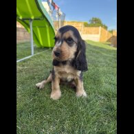 Cocker Spaniel (Working &amp; Show) - Bitches