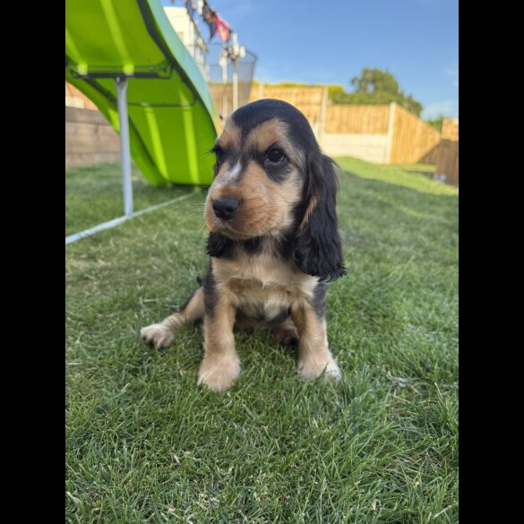 Cocker Spaniel (Working &amp; Show) - Bitches
