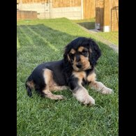 Cocker Spaniel (Working &amp; Show) - Bitches