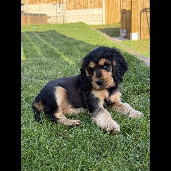 Cocker Spaniel (Working &amp; Show) - Bitches