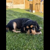 Cocker Spaniel (Working &amp; Show) - Bitches
