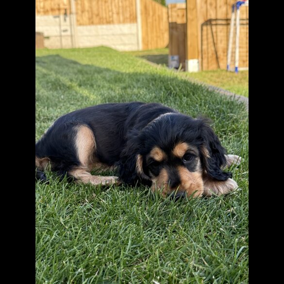 Cocker Spaniel (Working &amp; Show) - Bitches