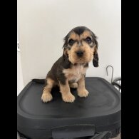 Cocker Spaniel (Working &amp; Show) - Bitches