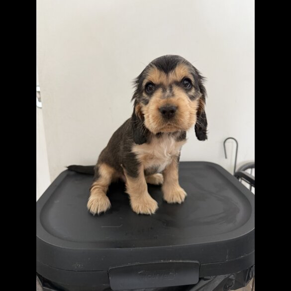 Cocker Spaniel (Working &amp; Show) - Bitches