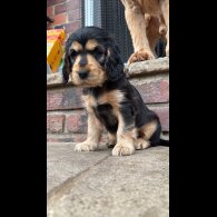 Cocker Spaniel (Working &amp; Show) - Bitches