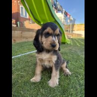 Cocker Spaniel (Working &amp; Show) - Bitches