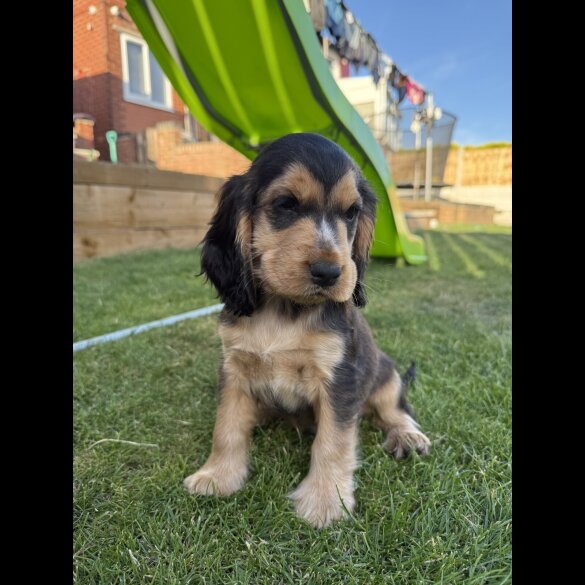 Cocker Spaniel (Working &amp; Show) - Bitches