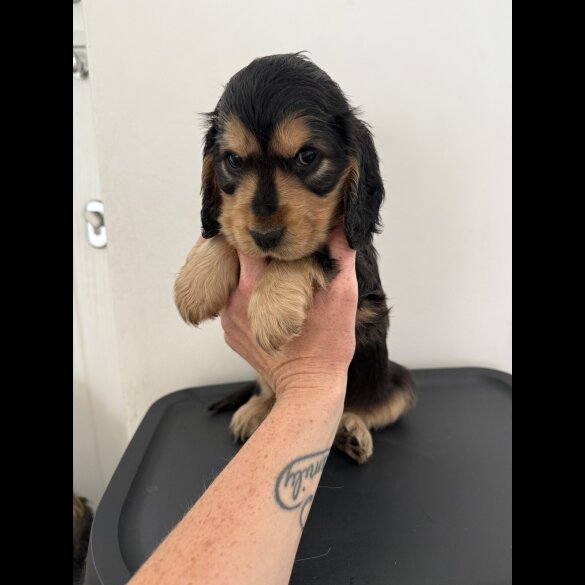 Cocker Spaniel (Working &amp; Show) - Bitches