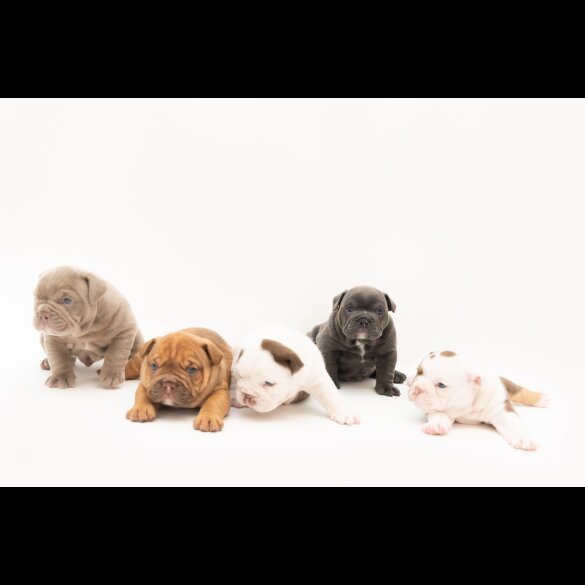 English Bulldog - Both