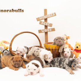 English Bulldog - Both