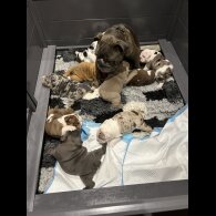 English Bulldog - Both