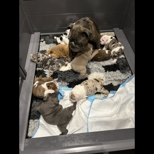 English Bulldog - Both