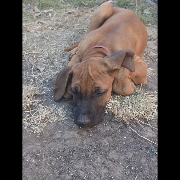 Rhodesian Ridgeback - Both