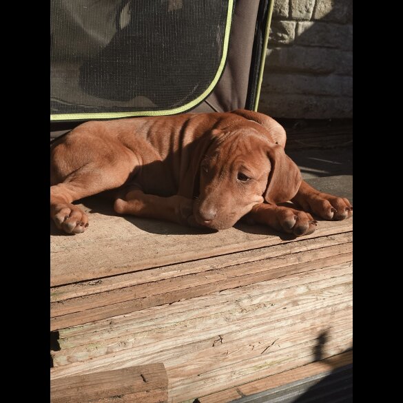Rhodesian Ridgeback - Both