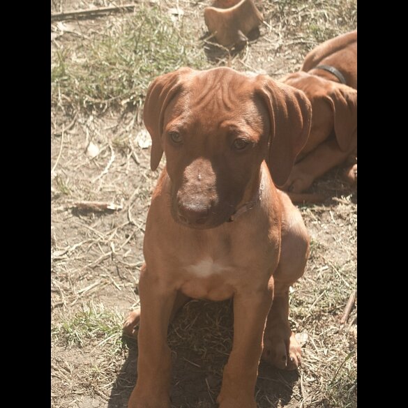 Rhodesian Ridgeback - Both