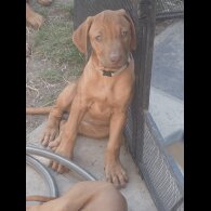 Rhodesian Ridgeback - Both