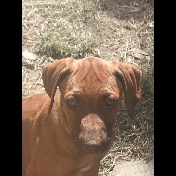 Rhodesian Ridgeback - Both