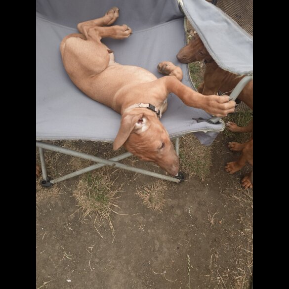 Rhodesian Ridgeback - Both