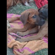 Rhodesian Ridgeback - Both