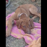 Rhodesian Ridgeback - Both