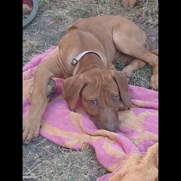 Rhodesian Ridgeback - Both