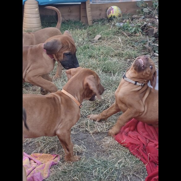 Rhodesian Ridgeback - Both