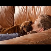 Rhodesian Ridgeback - Both