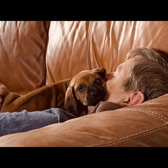 Rhodesian Ridgeback - Both