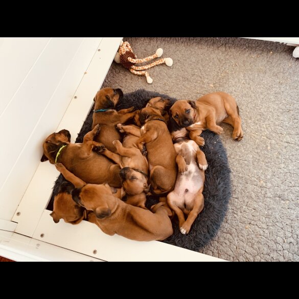 Rhodesian Ridgeback - Both