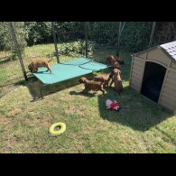 Rhodesian Ridgeback - Both