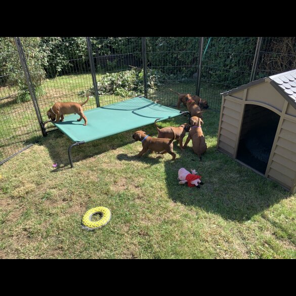 Rhodesian Ridgeback - Both