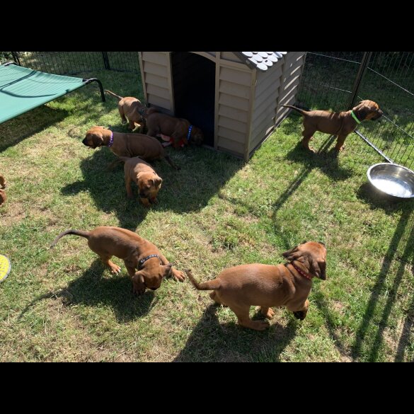 Rhodesian Ridgeback - Both