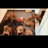 Rhodesian Ridgeback - Both