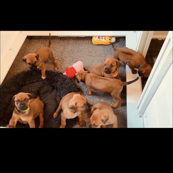 Rhodesian Ridgeback - Both