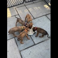 Rhodesian Ridgeback - Both