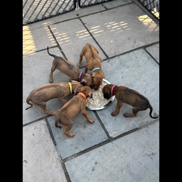 Rhodesian Ridgeback - Both