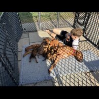 Rhodesian Ridgeback - Both